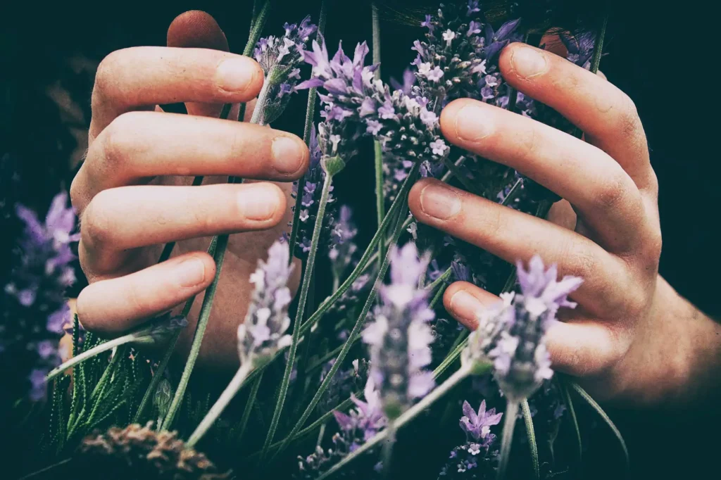 Lavender flower